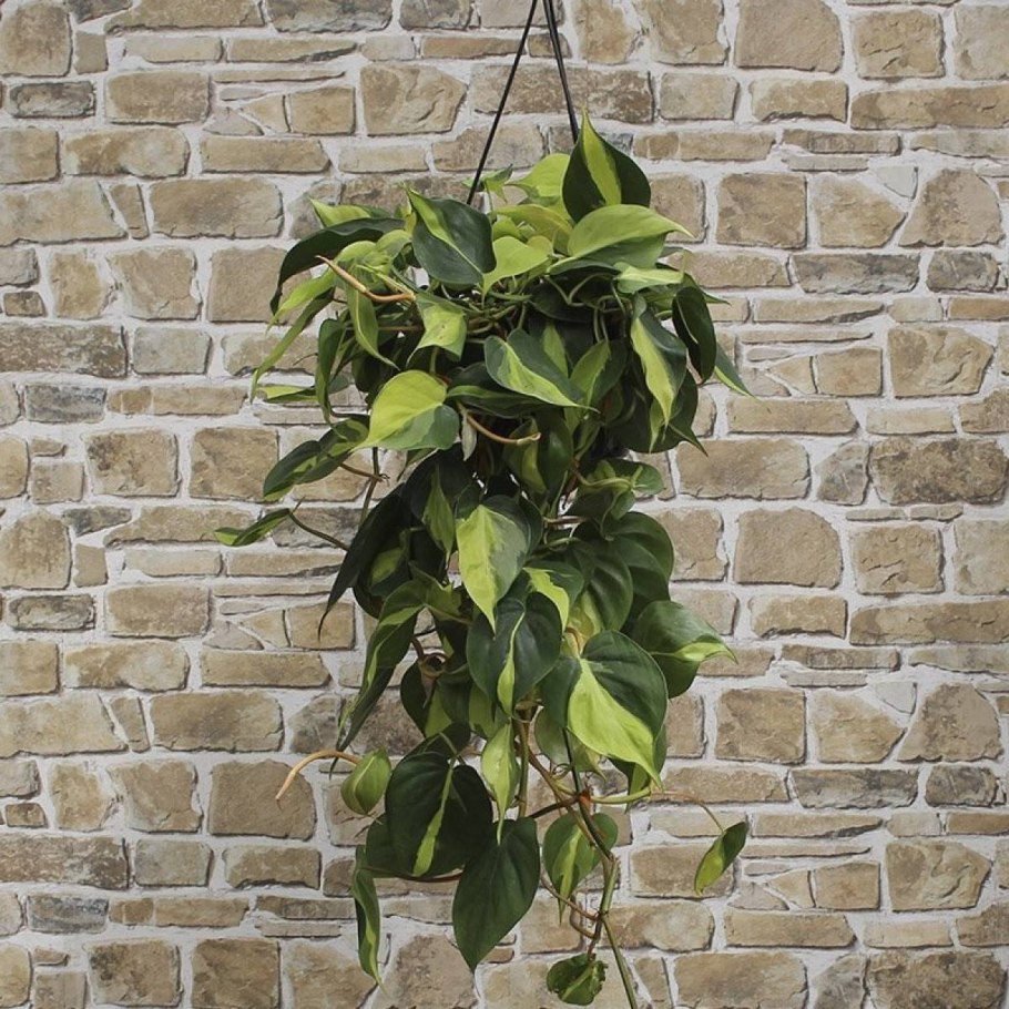 Филодендрон Сканденс Бразил