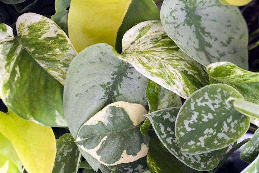 Эпипремнум гигантский Филодендрон