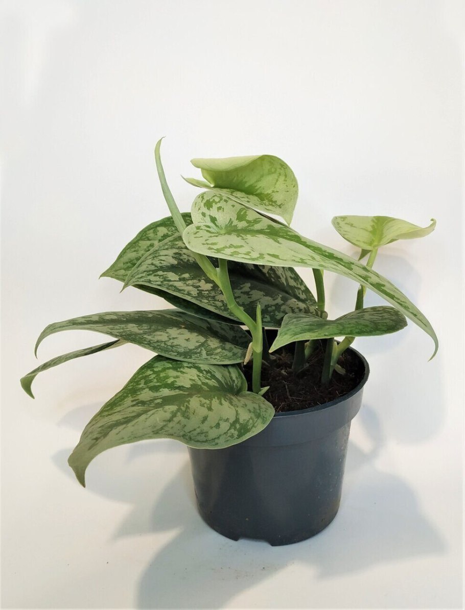 Philodendron Scandens Brasil