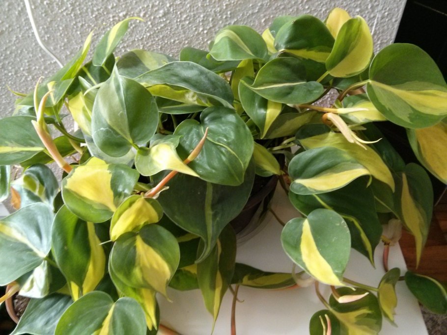 Филодендрон медиопикта