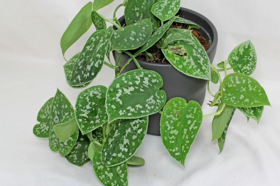 Сциндапсус Бразилия