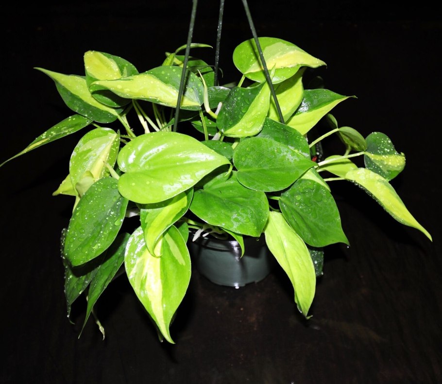 Эпипремнум Глобал Грин