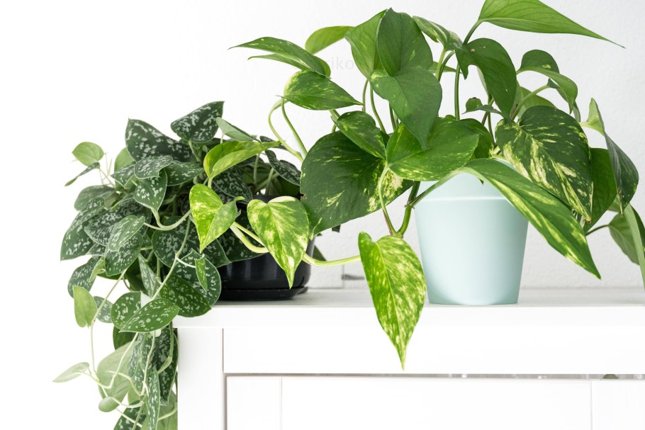 Филодендрон зебрина