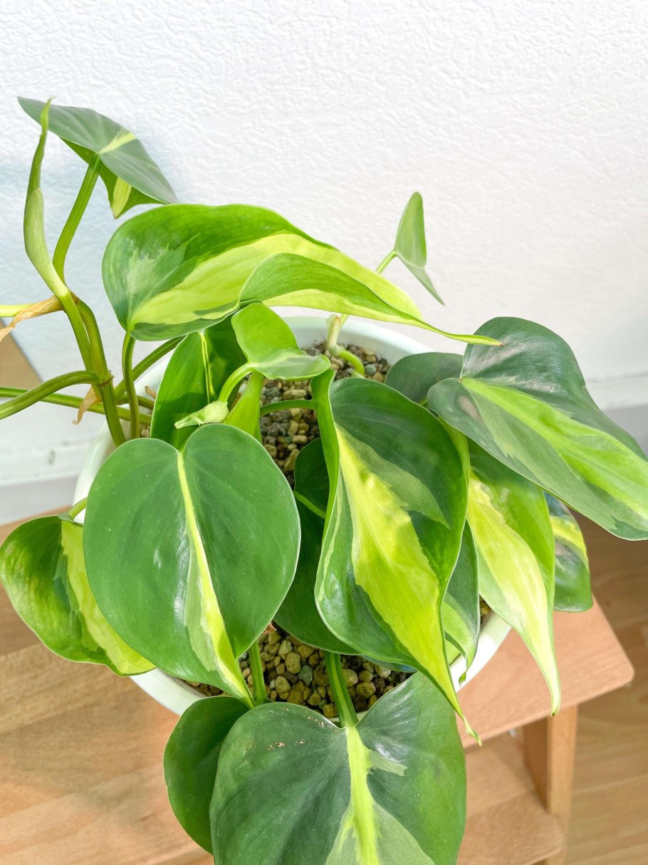 Сциндапсус Вьюн Лиана