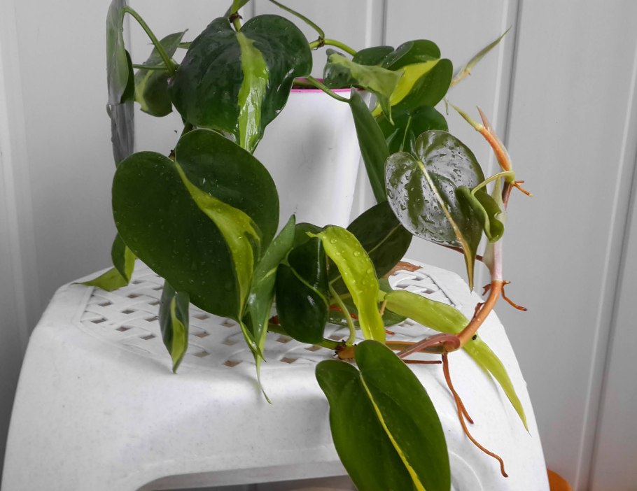 Филодендрон Скандекс Браз л