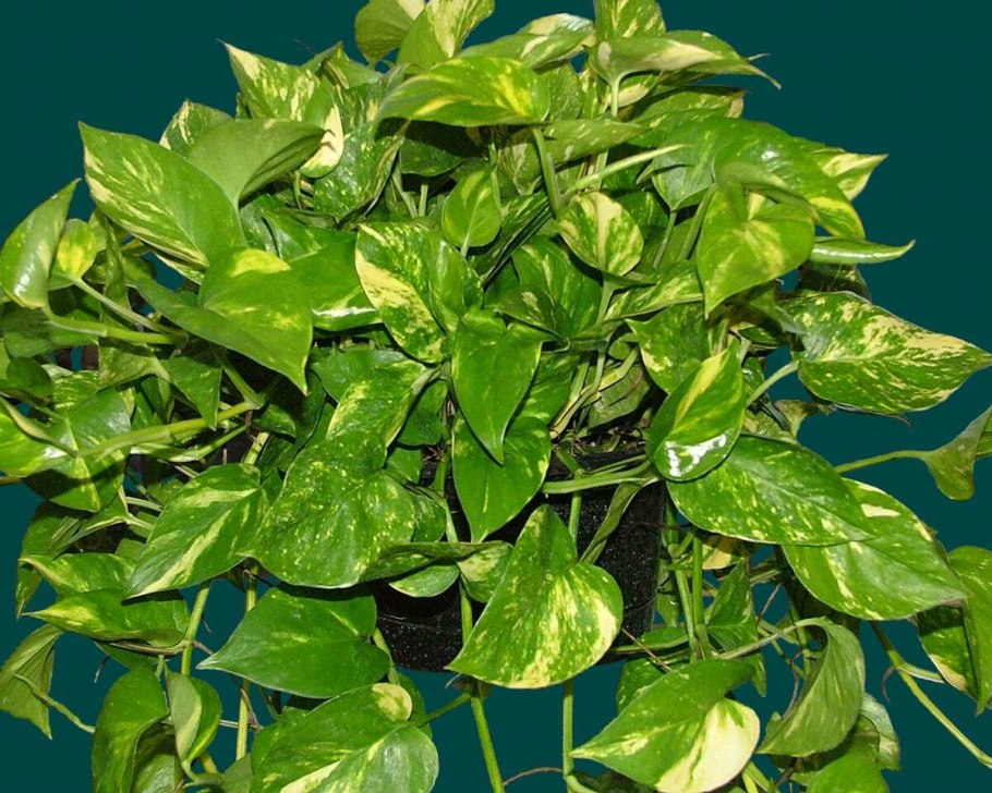 Филодендрон Сканденс Бразилия