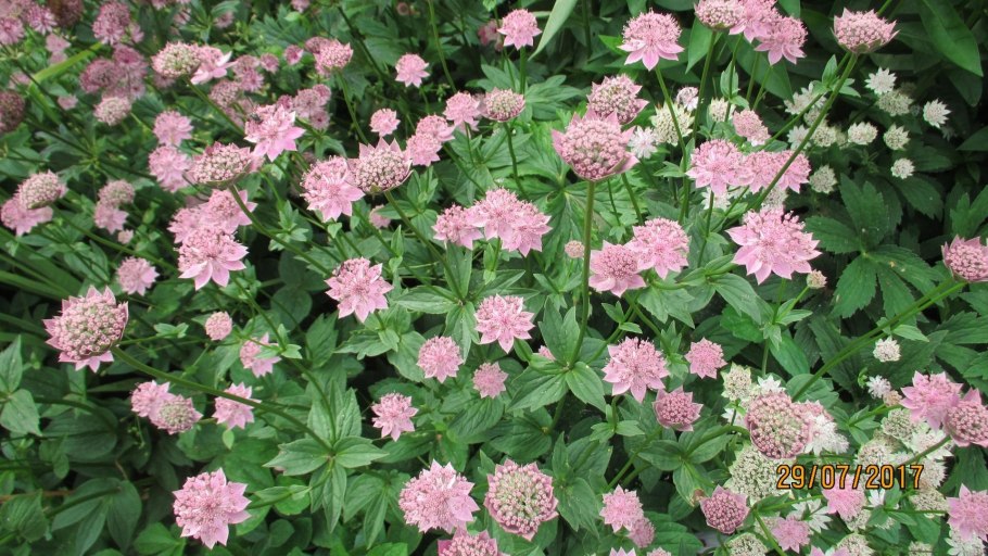 Астранция крупная 'Rosensinfonie'