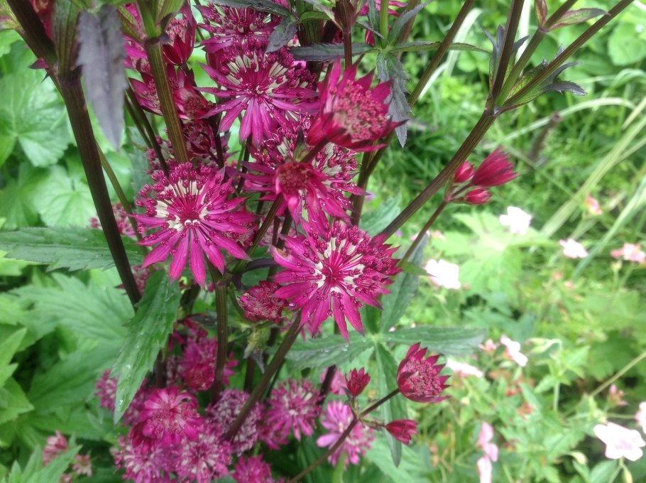 Astrantia Major 'Claret'