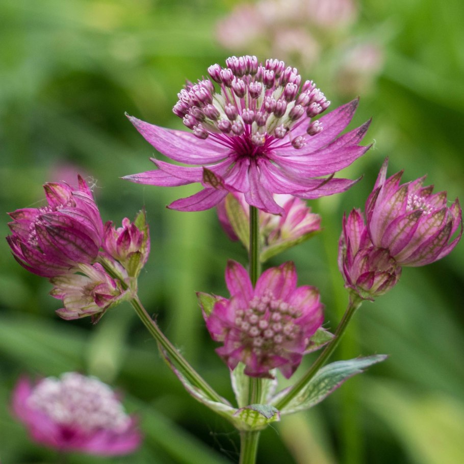 Астранция Astrantia Major. Ruby cloud