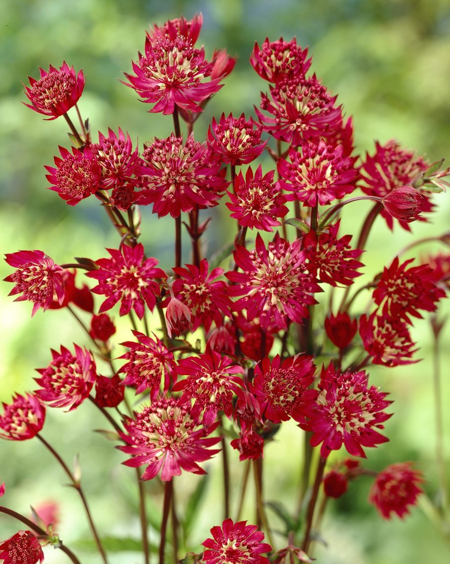Астранция Astrantia Major Claret