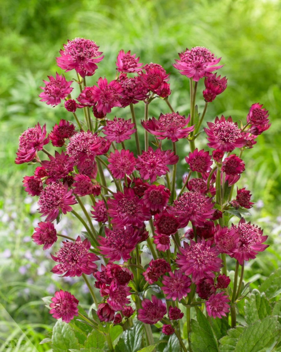 Астранция крупная Кларет