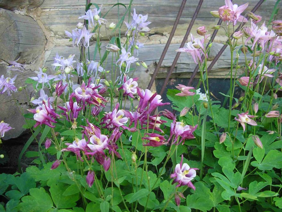 Многолетние цветы меняющие окраску