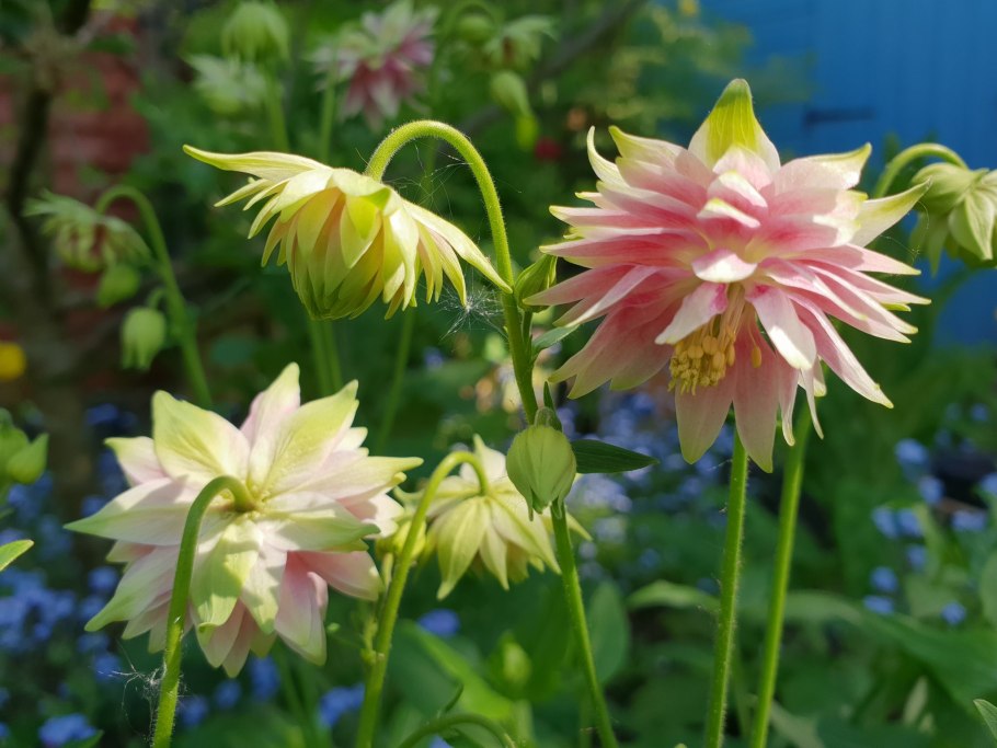 Аквилегия (водосбор) фиолетовая