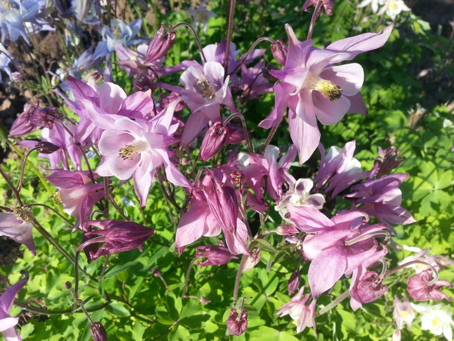 Колокольчик Аквилегия