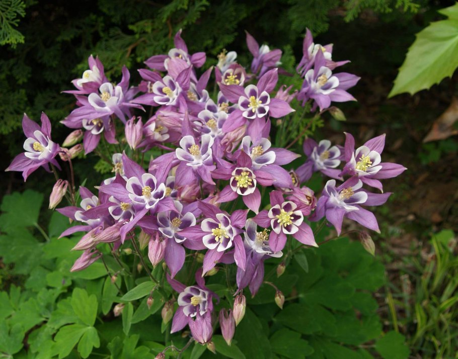 Аквилегия ампельная