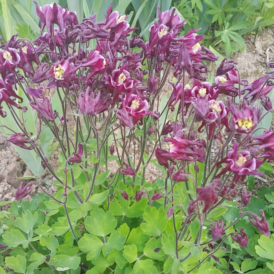 Водосбор цветок Аквилегия