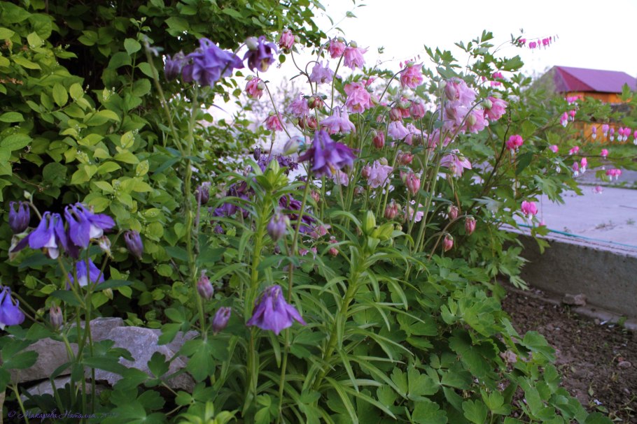 Цветок водосборник многолетник фото