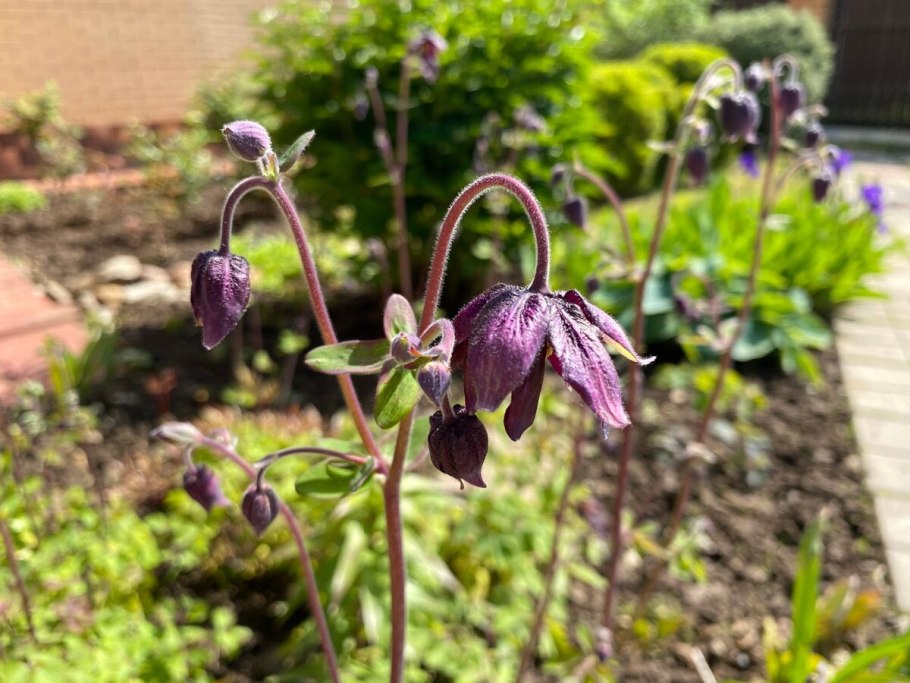 Аквилегия эйнселийская