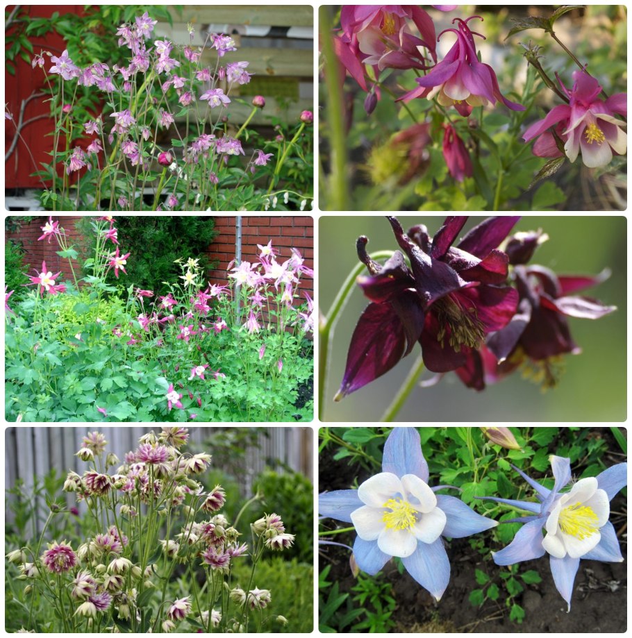 Аквилегия Тауэр в саду