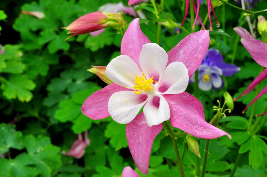 Аквилегия винки микс