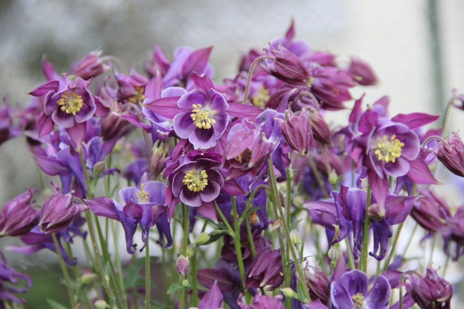 Аквилегия Тауэр розовая