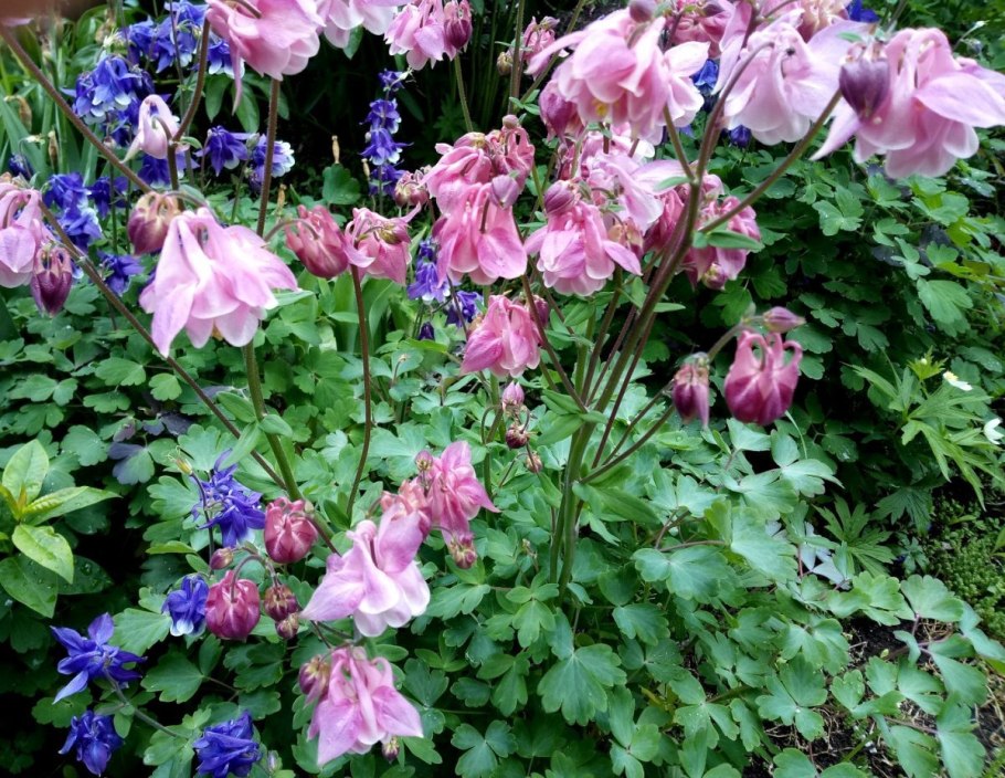 Аквилегия водосбор клумба