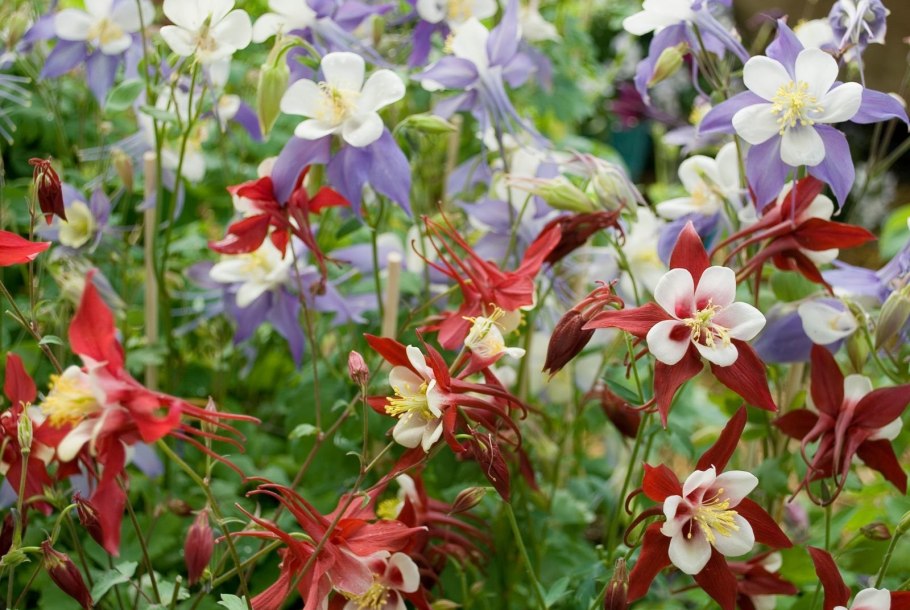 Аквилегия водосбор клумба