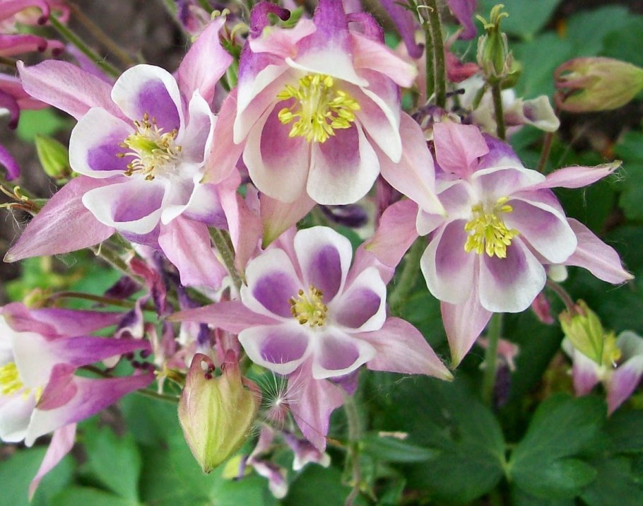 Дицентра водосбор