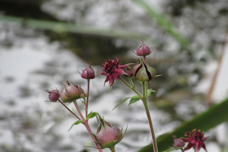 Сабельник фото Камчатка