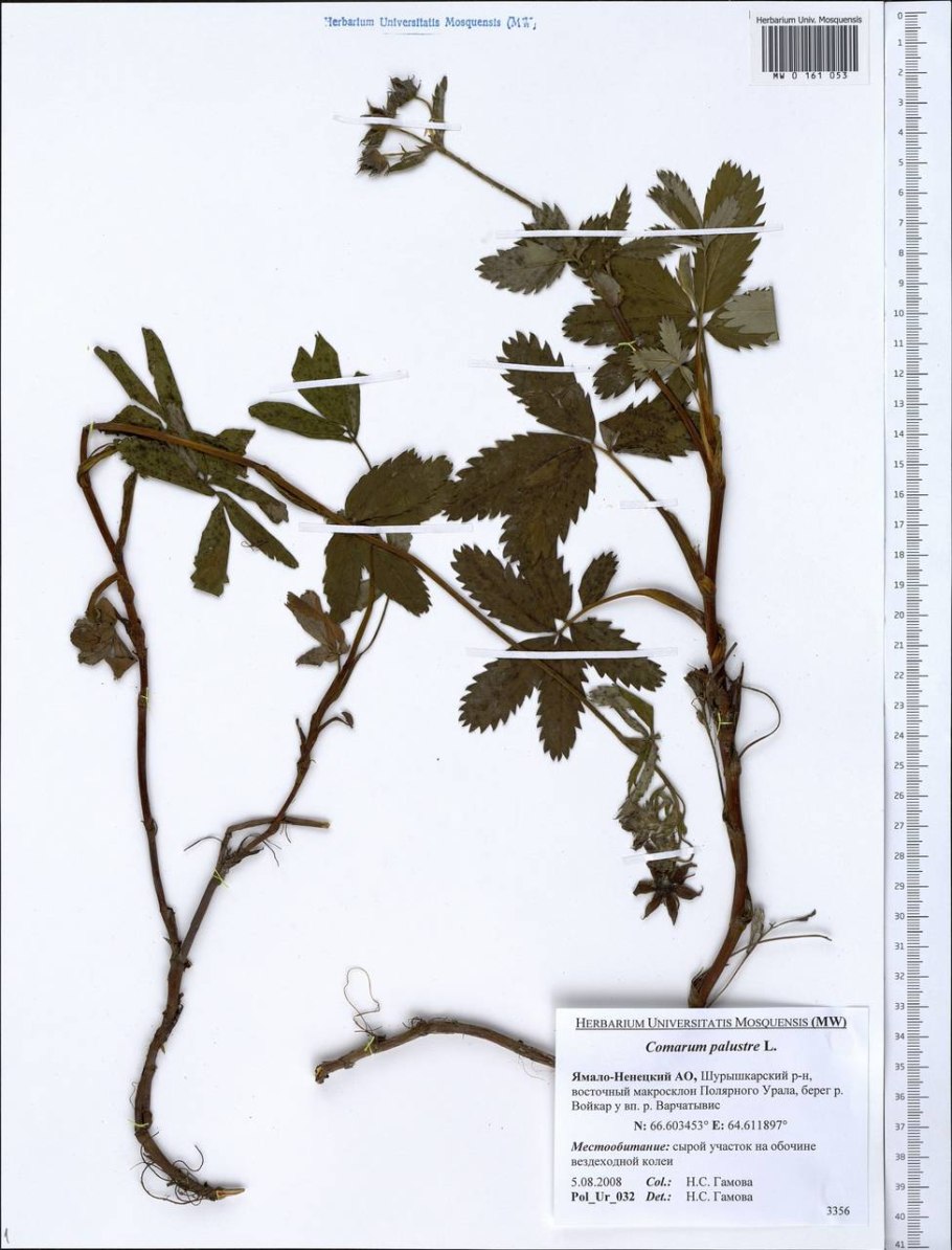 Сабельник трава