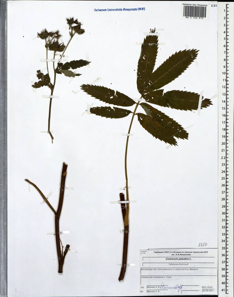 Плотина Воронежского заповедника