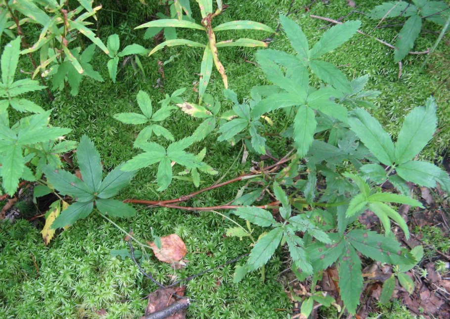 Сабельник на белом фоне