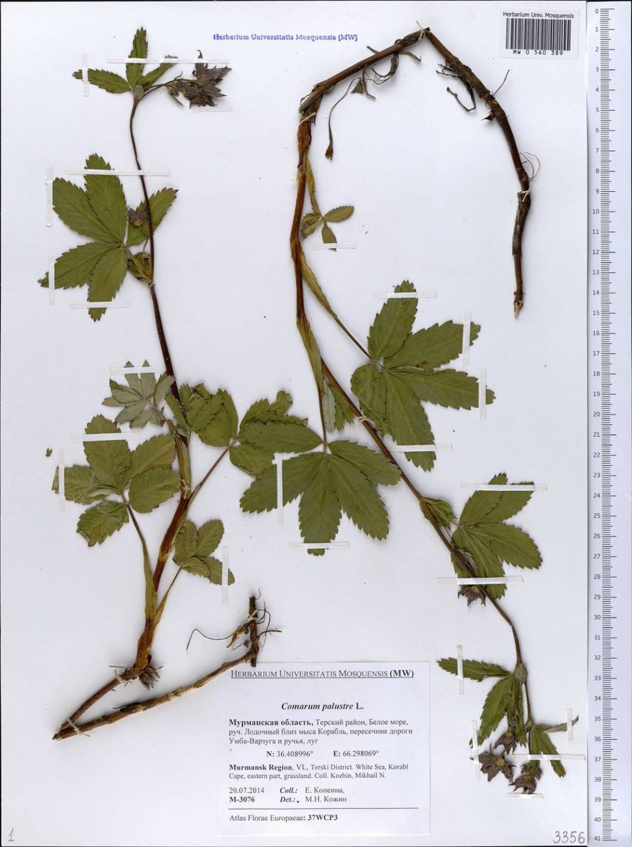 Сабельника (Comarum palustre)