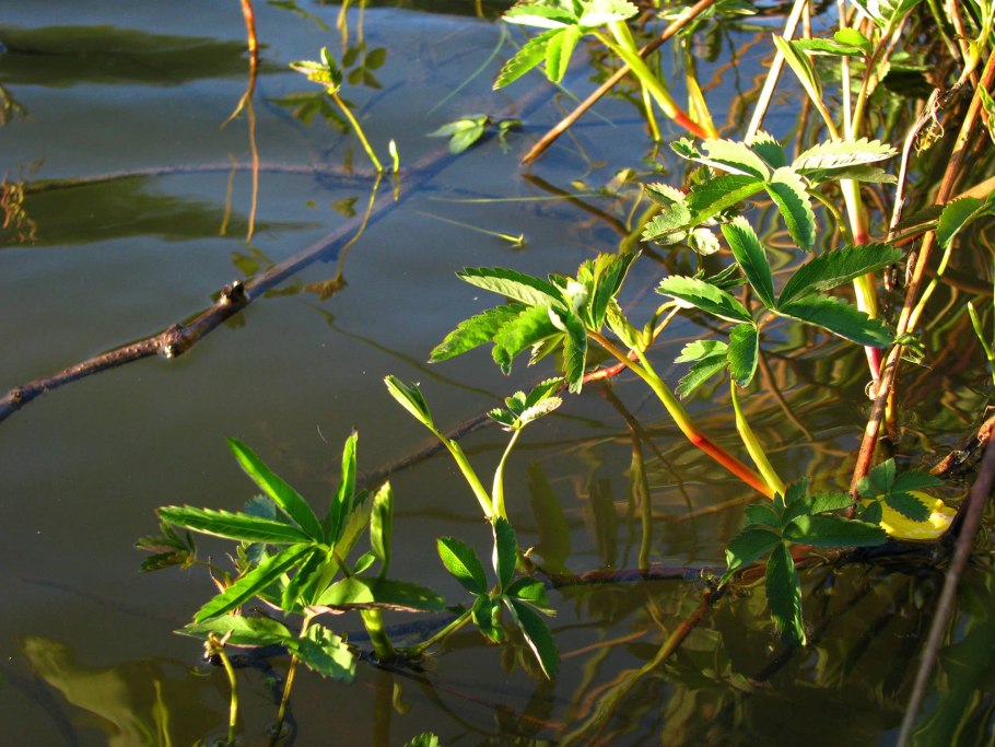 Сабельник болотный