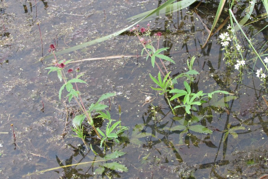 Сабельный болотник