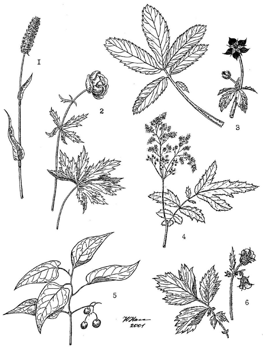 Сабельник болотный рисунок