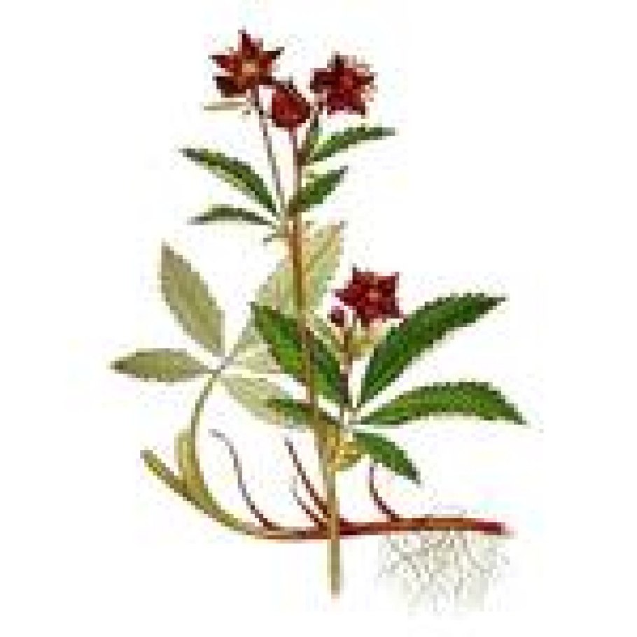 Растение сабельник болотный