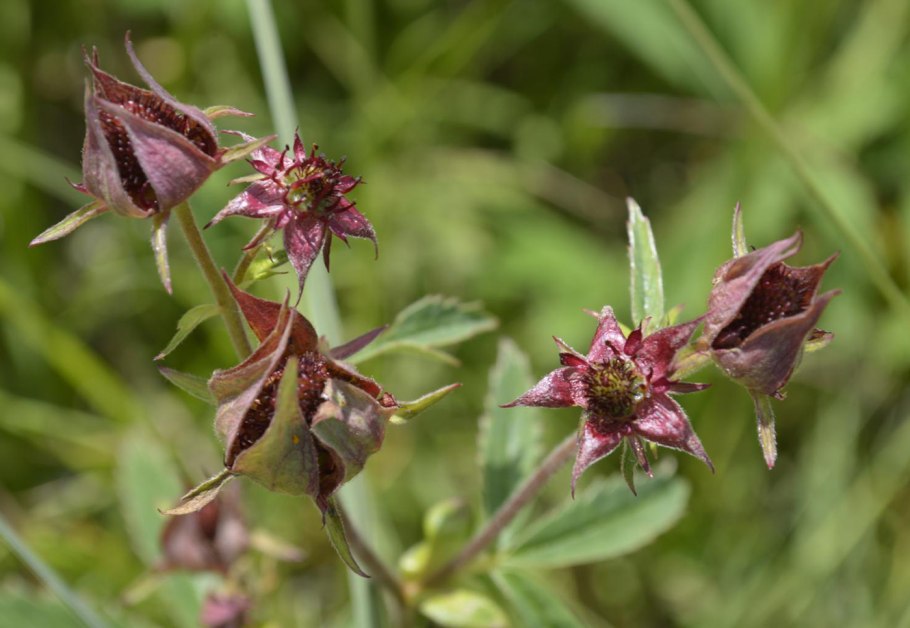 Сабельник Озёрный