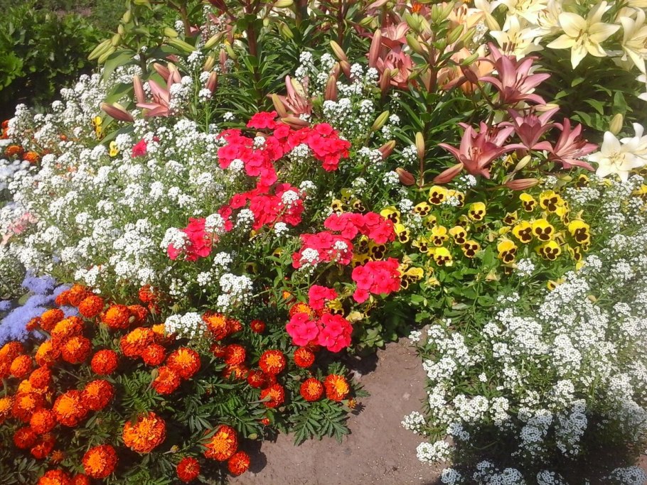 Бархатцы и алиссум на клумбе