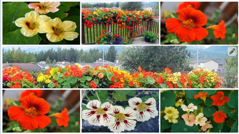 Ипомея Монинг Глори