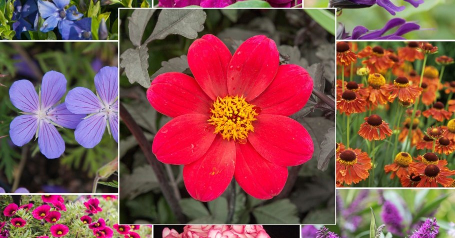 Красно-желтые летние цветы