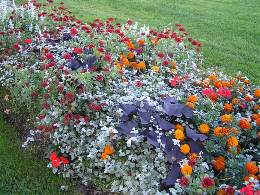 Колеус religious Radish фото