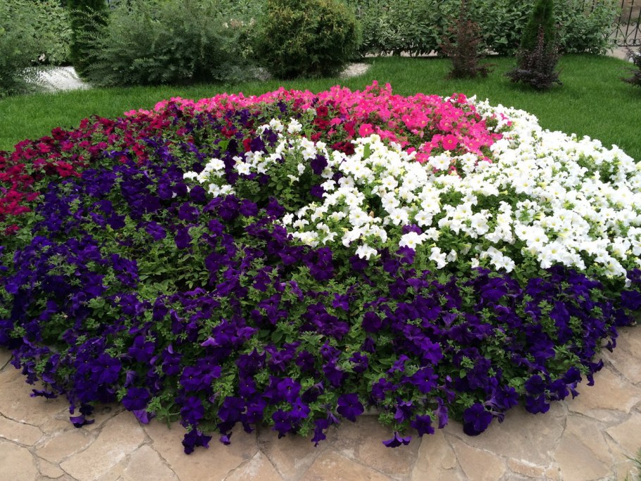 Вьюн с шершавы листьями