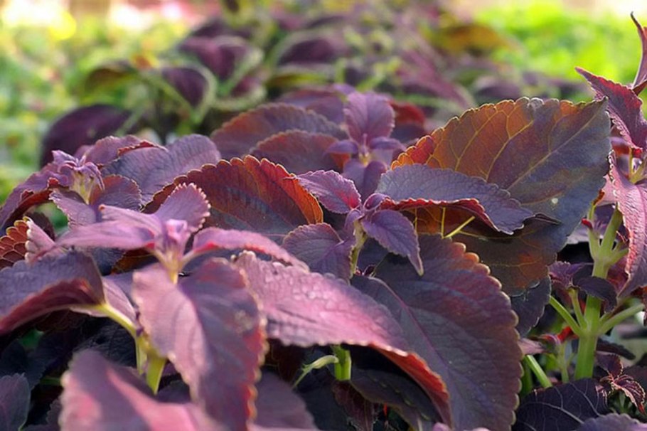 Оранжевый сад Игоря Степанова многолетники