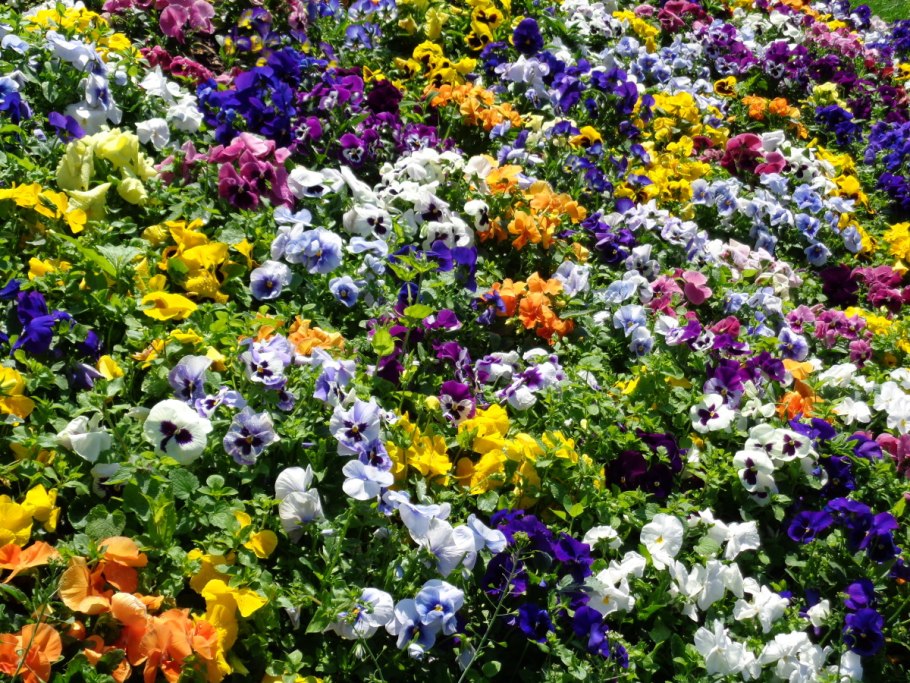 Анютины глазки цветы на клумбе