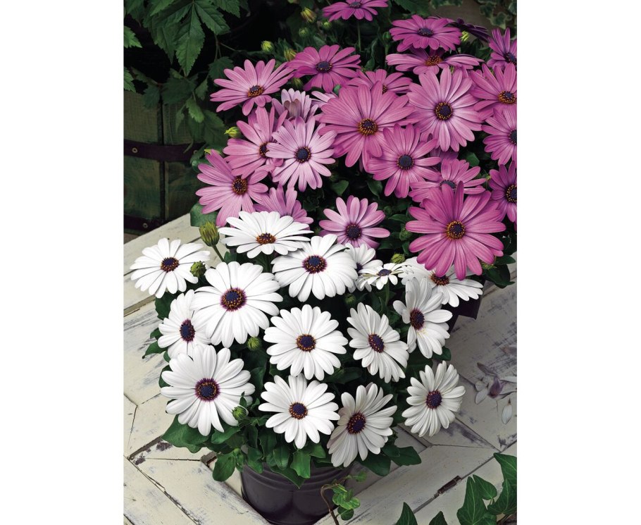 Агростемма Целироза