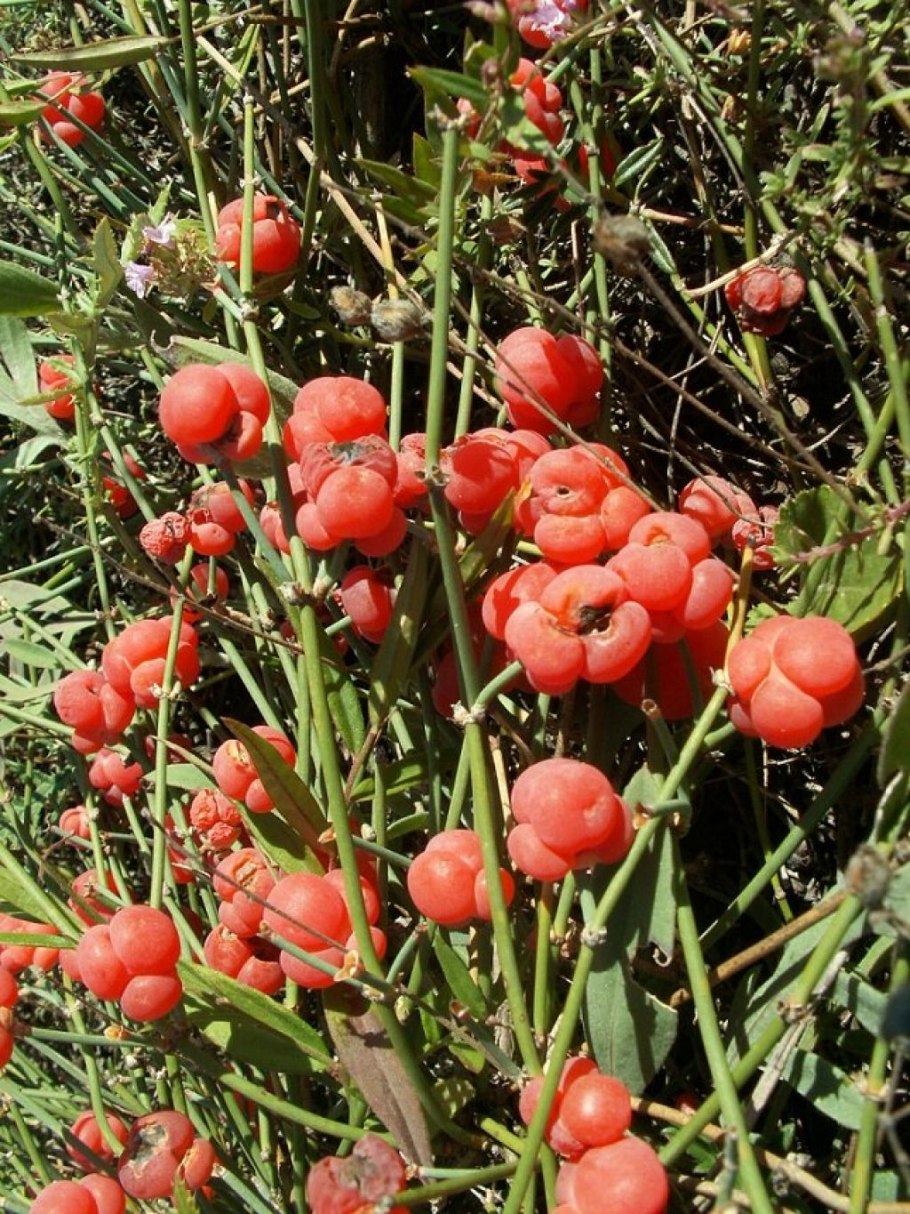 Эфедра Ephedra