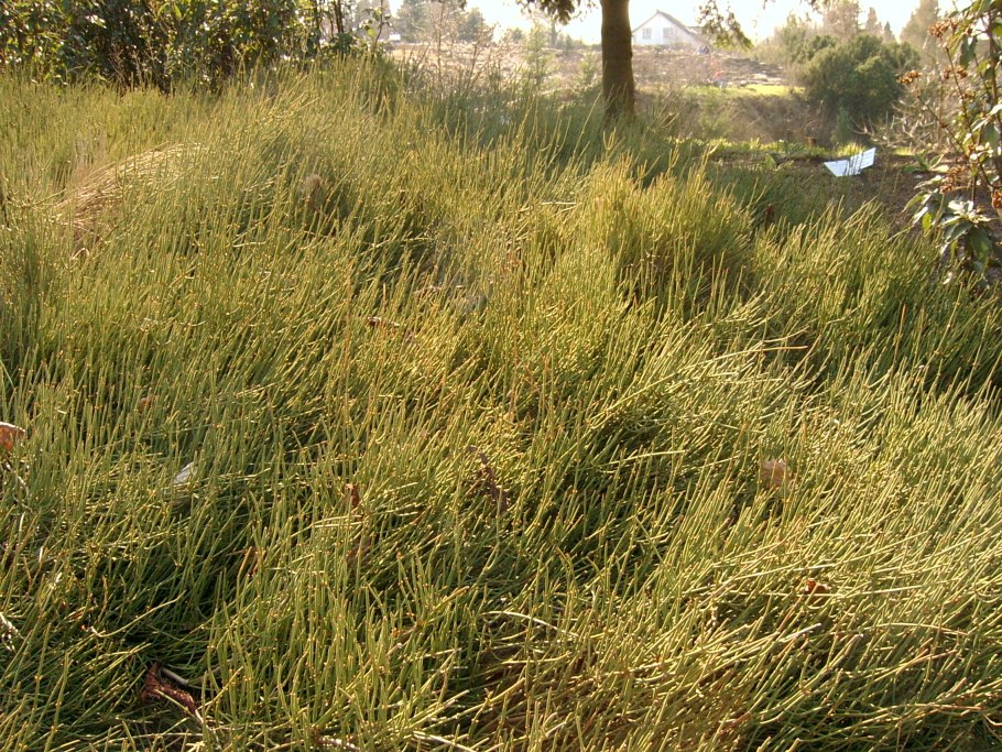 Эфедра хвойник