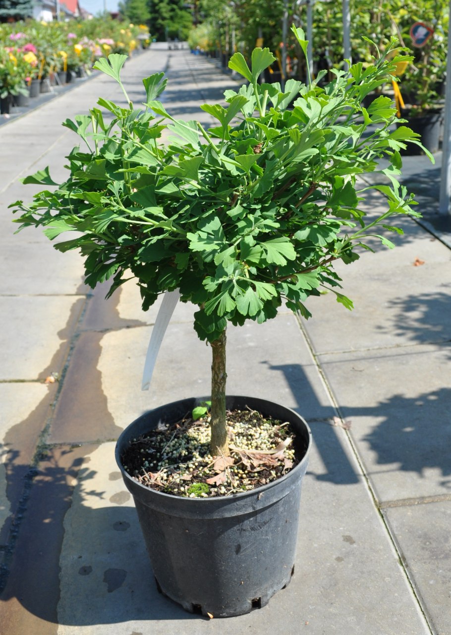 Гинкго билоба на штамбе