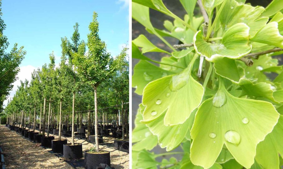 Гинкго Biloba Mariken